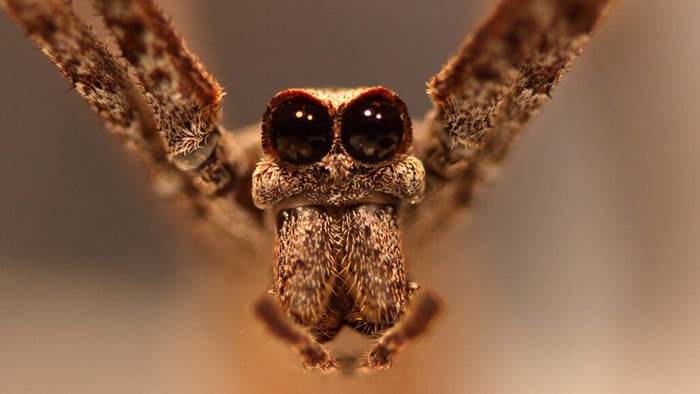 102720_cs_spider_feat-1028x579