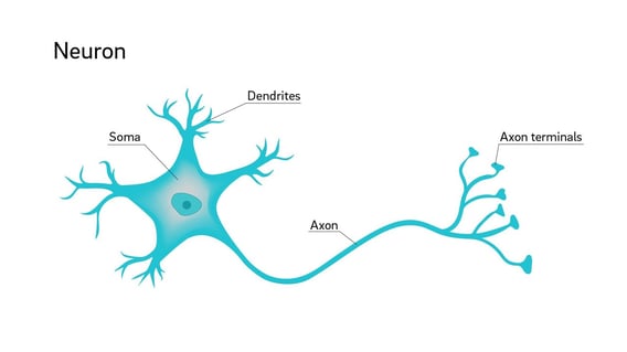 2-whyareneuron