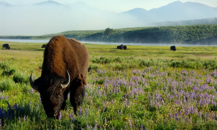 24577_d79f12_yellowstone_national_park_wyoming_wildlife_bison_buffalo_wildflowers_lg