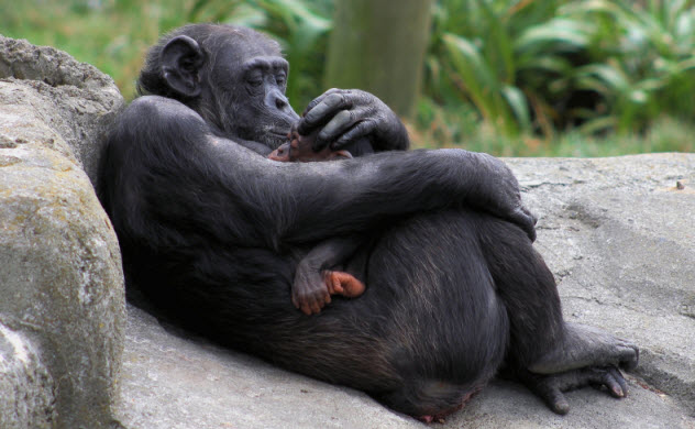 7-chimp-mother-with-baby_000057328094_Small
