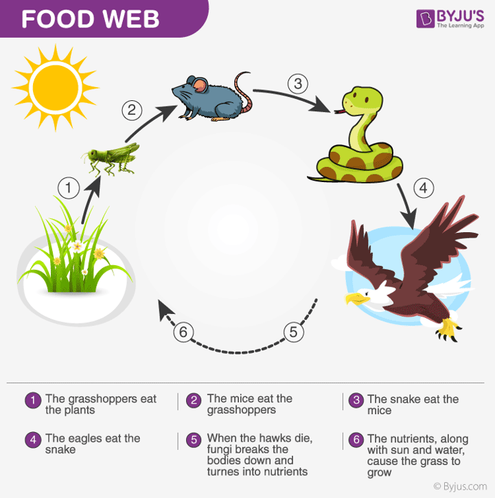 Food-Web