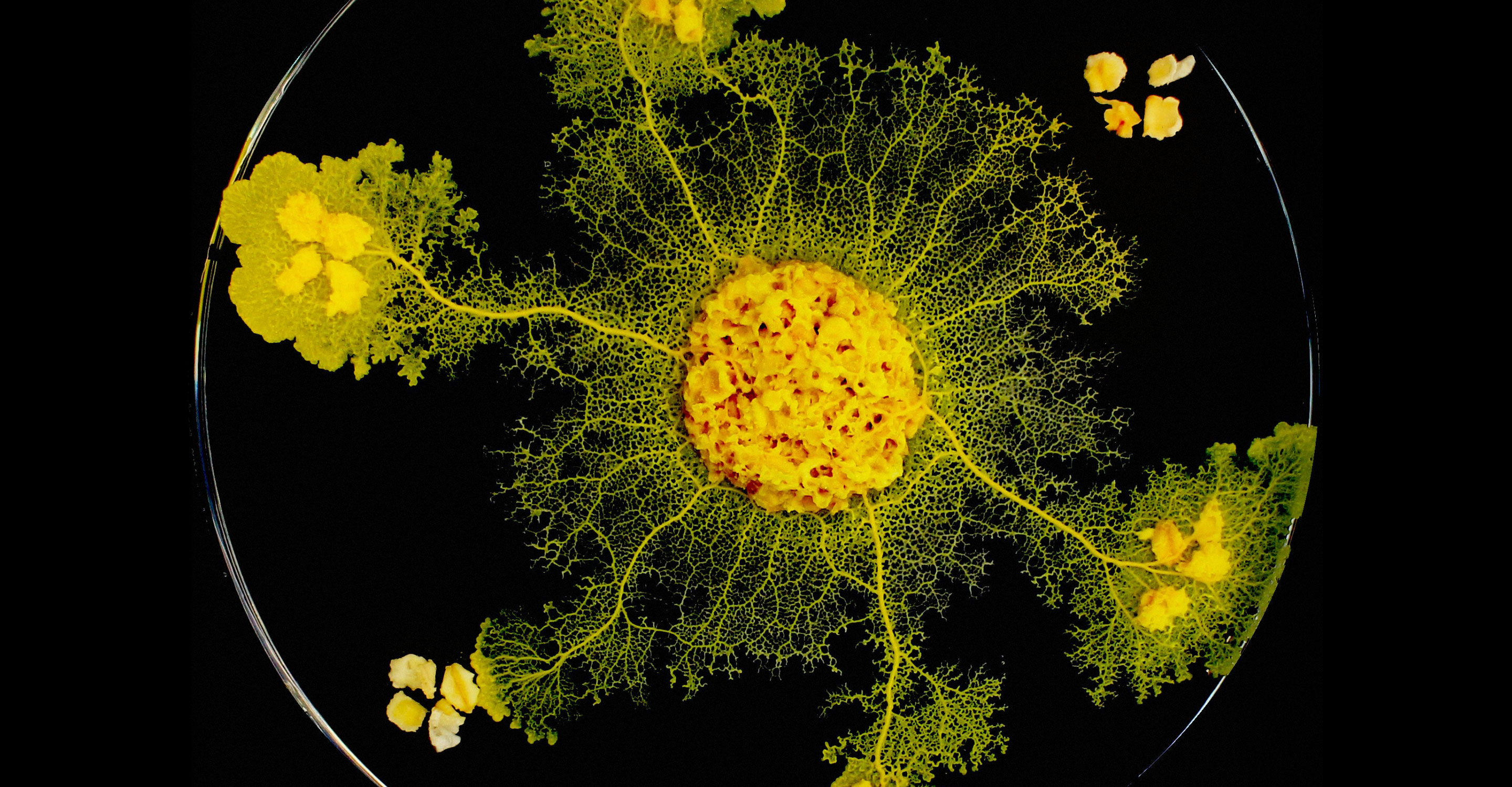 Slime Molds Are Systems Thinkers Too...