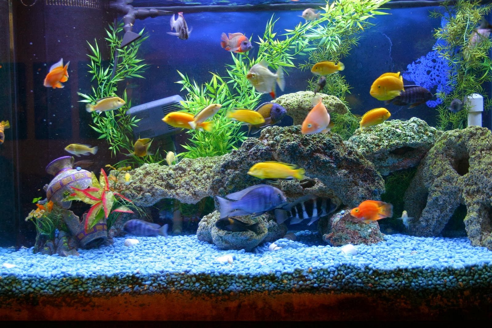 New Peer-Reviewed Publication - The “Fish Tank” Experiments: Metacognitive Awareness of DSRP Significantly Increases Cognitive Complexity